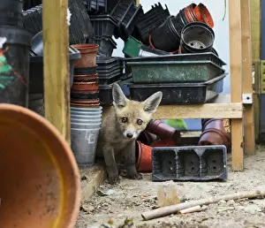 Shed Prints: Red Fox - cub in potting shed - controlled conditions 12858