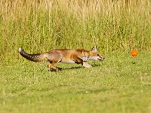 With Toys Prints: Red Fox - cub running after ball - controlled conditions 14312