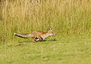 Red Fox - cub running after ball - controlled conditions 14313