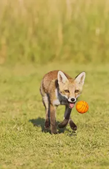 Red Fox - cub running after ball - controlled conditions 14322