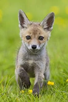 Images Dated 5th May 2011: Red Fox - cub running in buttercup meadow - controlled conditions 12751