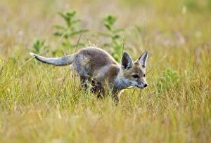 Red Fox - cub running in hayfield