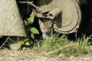 Red Fox - cub sitting under farm machinery in open barn