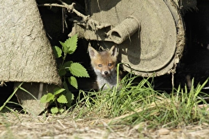 Red Fox - cub sitting under farm machinery in open barn Red Fox - cub sitting under farm machinery in open barn