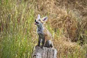 Tree Stump Prints: Red Fox - cub sitting on log stump - controlled conditions 13316