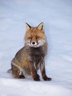 Red Fox - cub sitting in snow