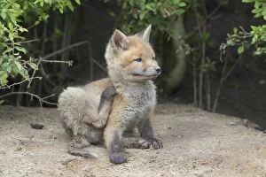 Carnivora Gallery: Red fox - cub in spring - Germany