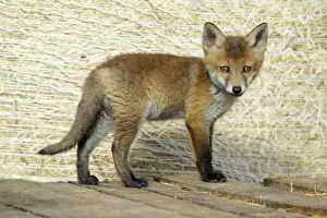Red Fox - cub standing on pallet in open barn