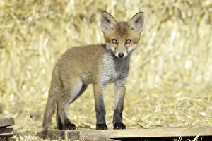Red Fox - cub standing on pallet in open barn, Hessen, Germany