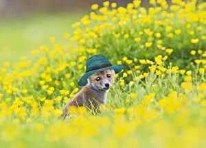 Straw Gallery: Red Fox, cub wearing straw hat in buttercup meadow 12740