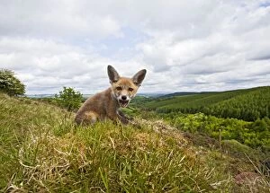Images Dated 17th May 2011: Red Fox - cub on Welsh hillside - wide angle - controlled conditions 12899