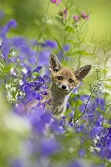 Red Fox - cub in wild flower bank