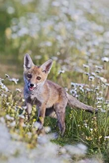 Red Fox - cub in wild flower meadow
