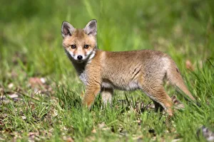 Images Dated 10th August 2020: Red Fox, cub on woodland ride, looking alert, Hessen, Germany Date: 28-May-15