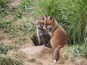 Images Dated 11th May 2010: Red Fox - cubs from different litters outside earth