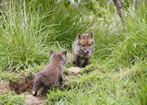 Images Dated 11th May 2010: Red Fox - cubs exploring near earth