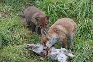 Red Fox - cubs feeding on rabbit - Bedfordshire UK 9916
