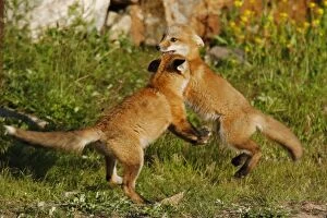 Red Fox - cubs playfighting