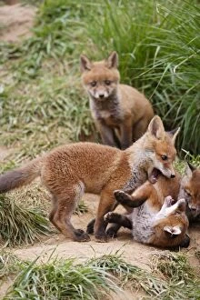 Images Dated 11th May 2010: Red Fox - cubs playing near earth