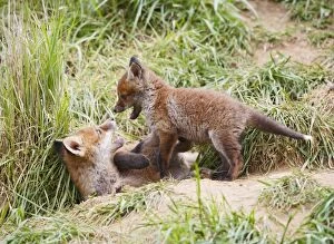 Images Dated 11th May 2010: Red Fox - cubs playing near earth