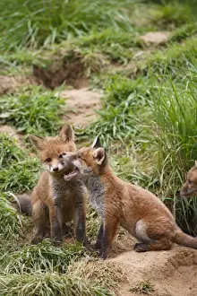 Red Fox - cubs playing near earth - Bedfordshire UK 10062