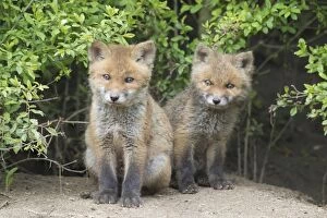 Carnivora Gallery: Red fox - cubs in spring - Germany