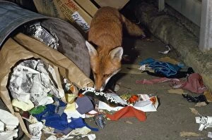 RED FOX - at dustbin