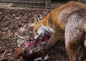 Red Fox - eating pheasant