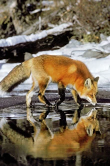 Orange Collection: Red Fox - along edge of freezing lake, November. Sometimes a puddle of melt water would form