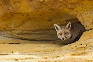 Images Dated 21st April 2012: Red Fox - at entrance to earth