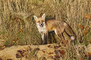 Red Fox - at entrance to earth in afternoon sun - controlled conditions 15038