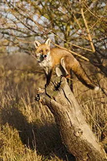 Balance Prints: Red Fox -exploring log in afternoon sun - controlled conditions 15046