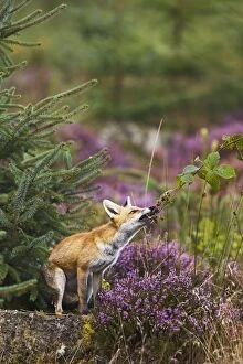 Images Dated 17th September 2011: Red Fox - feeding on blackberries - controlled conditions 14721