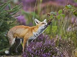 Images Dated 17th September 2011: Red Fox - feeding on blackberries - controlled conditions