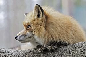 Images Dated 7th May 2007: Red Fox. Finland. Captivity