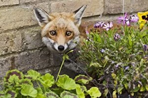Images Dated 9th July 2012: Red Fox - behind flowers on garden patio