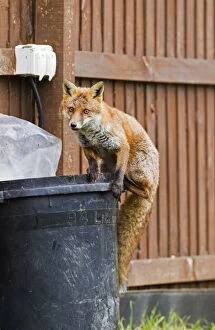 Dustbin Collection: Red Fox - in back garden on top of dustbin 11876