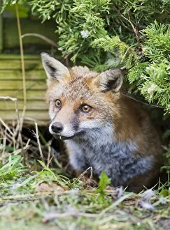 Red Fox - in back garden under patio