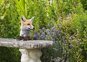 Seat Prints: Red Fox - on garden seat - controlled conditions 14807
