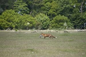 Red Fox - With Grey Squirrel kill, running back to den
