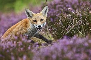 Images Dated 16th September 2011: Red Fox - in heather - controlled conditions 14690