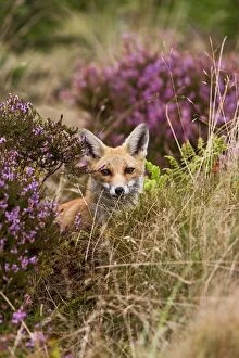 Images Dated 16th September 2011: Red Fox - in heather - controlled conditions 14697