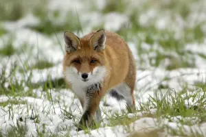 Red Fox - Hunting in field in winter Lower Saxony, Germany