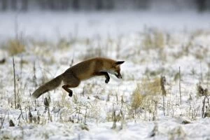 Red Fox - Hunting for mice, in winter