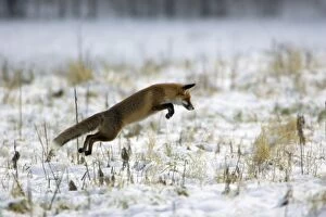 Images Dated 31st January 2006: Red Fox - Hunting for mice, in winter Lower Saxony, Germany