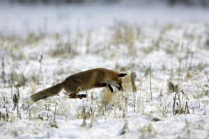 Images Dated 31st January 2006: Red Fox - Hunting for mice, in winter Lower Saxony, Germany