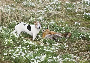 Red Fox - with Jack Russell in Snowdrops - controlled conditions 15960