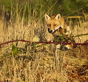 Images Dated 22nd December 2011: Red Fox - jumping over log in afternoon sun - controlled conditions 15228