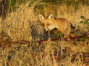 Images Dated 22nd December 2011: Red Fox - jumping over log in afternoon sun - controlled conditions 15231