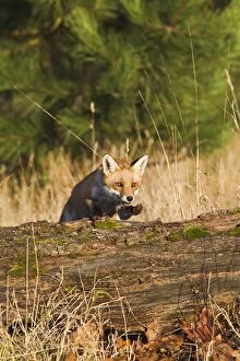 Images Dated 2nd December 2011: Red Fox - jumping over log - controlled conditions 15084